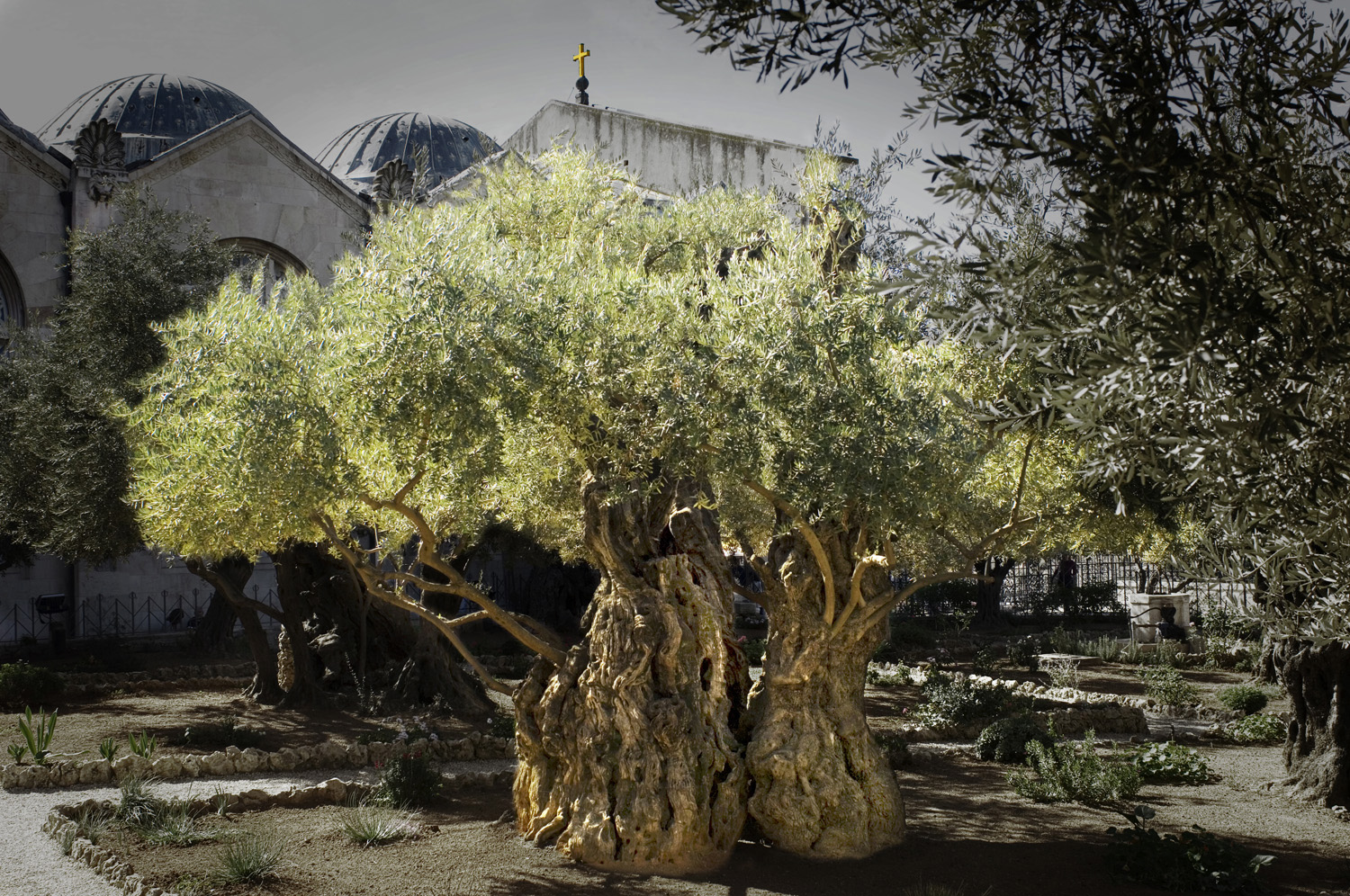 Les Arbres témoins de l'Histoire — Richard Melloul